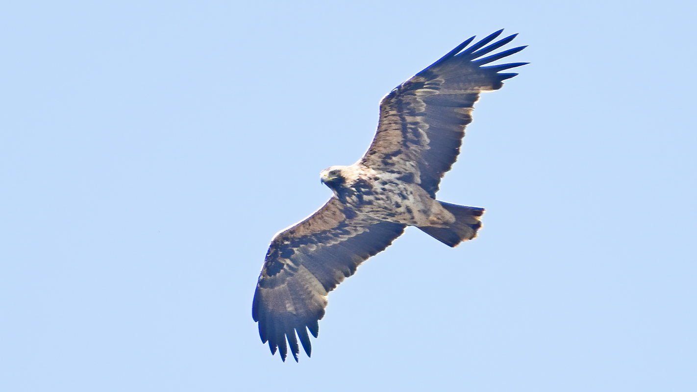 Keizerarend | Aquila heliaca